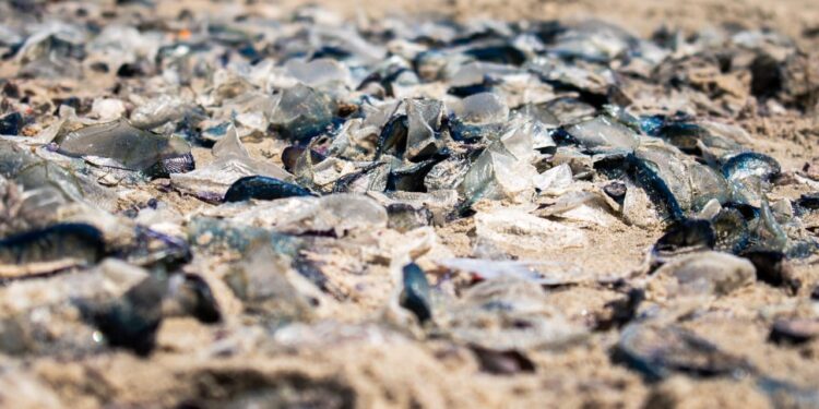 Advierten sobre presencia de medusas peligrosas en playas de Rosarito y Tijuana