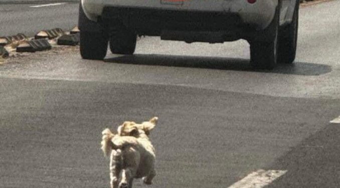perrito puebla