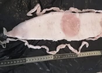 Sentencian a 7 años a traficante de totoaba