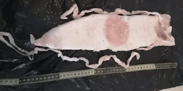 Sentencian a 7 años a traficante de totoaba