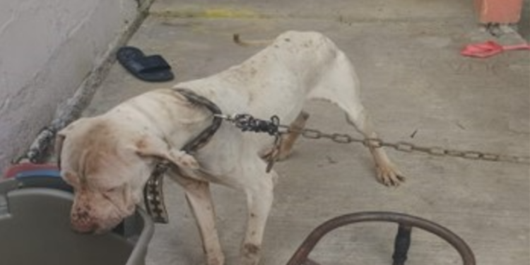 Catean dos viviendas en Tijuana por maltrato animal