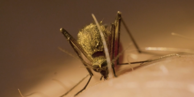 Advierten sobre peligrosa especie de mosquito encontrada en San Diego