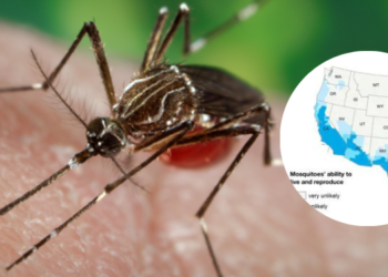 Advierten sobre peligrosa especie de mosquito encontrada en San Diego