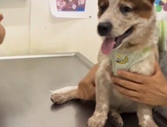 Pasajero acusa a Volaris de ‘perder’ su perrito