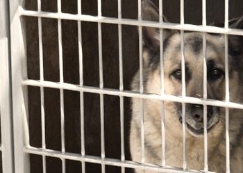 Reportan estado de emergencia en refugios de animales locales por sobrecapacidad