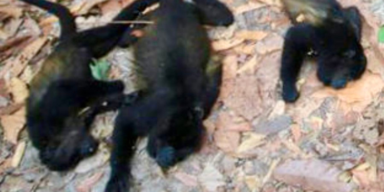 Caen monos muertos de los árboles en México