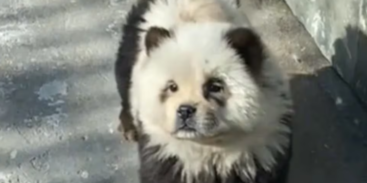 Zoológico de China exhibe 'pandas falsos'