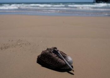 Pelícanos enfermos aparecen en la costa de California