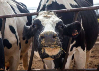 Reportan en Texas el primer caso humano de gripe aviar transmitido por una vaca