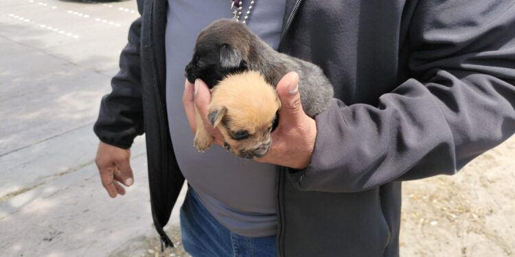 Decomisan cachorros que ofrecían a la venta en los carriles Ready Lane