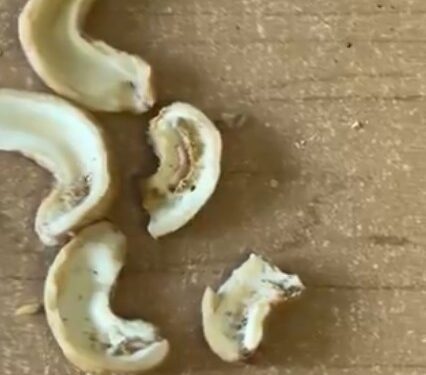 Mujer expone larvas en bolsa de nueces que compró en Costco