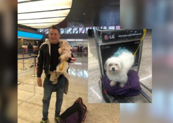 Buscan a perrita perdida