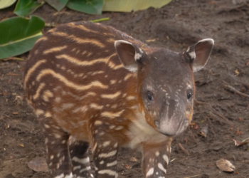Tapir san diego zoo