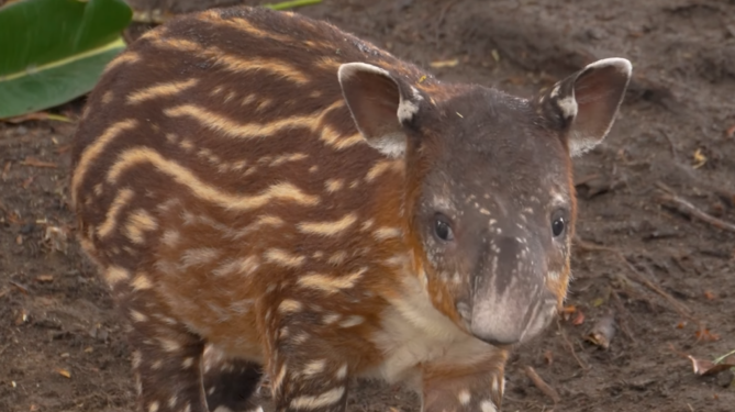 Tapir san diego zoo