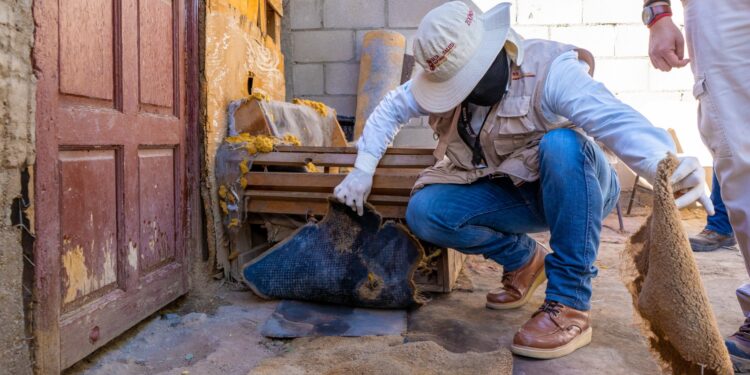 Alertan sobre animales ponzoñosos durante la temporada de calor