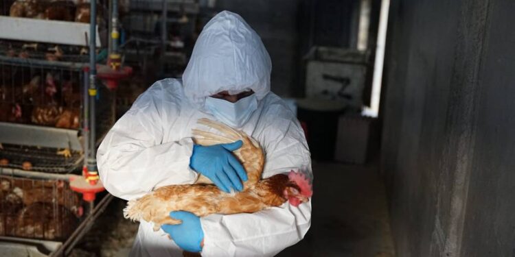 OMS confirma el primer deceso por gripe aviar en México