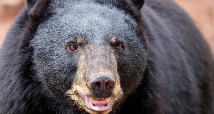 Oso negro mata a mujer en California