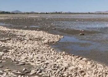 Sequía extrema causa muerte masiva de peces en laguna de Chihuahua