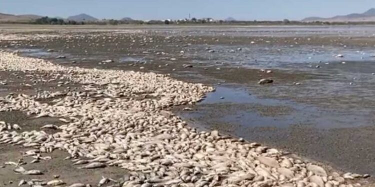 Sequía extrema causa muerte masiva de peces en laguna de Chihuahua