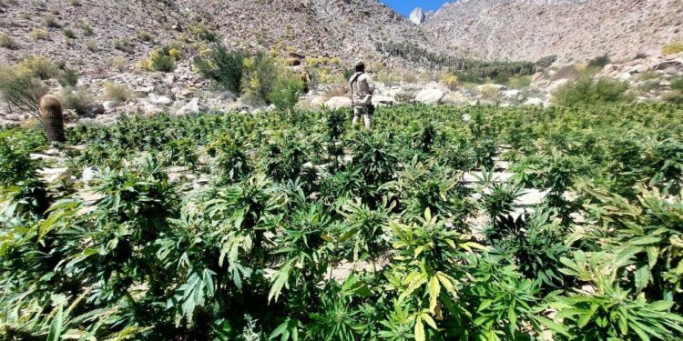 Ejército Mexicano emite resultados de la Estrategia Nacional de Seguridad Pública en BC