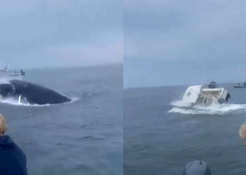Ataque ballena