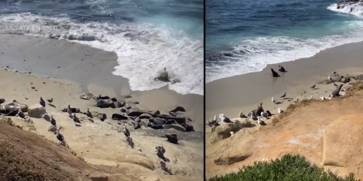 Autoridades de San Diego piden al público mantenerse alejado de los leones marinos