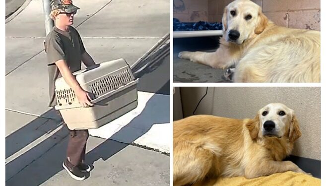 Golden Retrievers