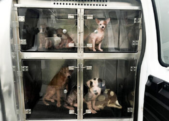 Oficiales de la Sociedad Protectora de Animales de San Diego rescatan a 33 mascotas de una casa inundada