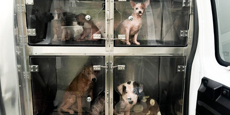 Oficiales de la Sociedad Protectora de Animales de San Diego rescatan a 33 mascotas de una casa inundada