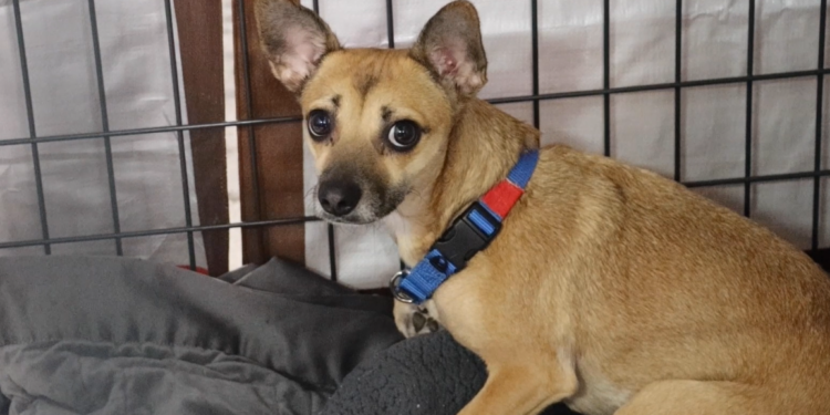 San Diego Humane Society rompe récord de perros en albergues y pide la ayuda del público