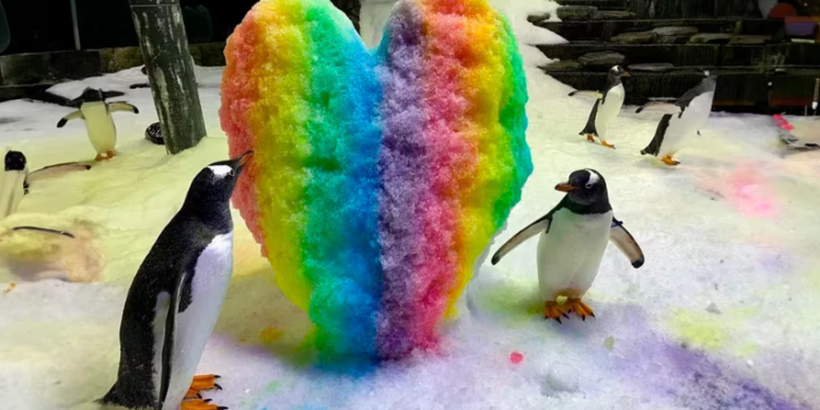 Sphen, el pingüino gay, muere en el acuario australiano