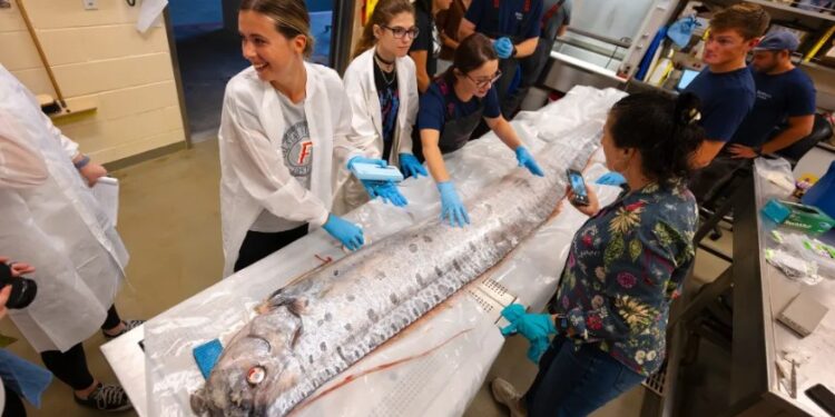 Científicos realizan necropsia a raro pez Remo encontrado en La Jolla