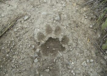 Denuncian avistamiento de un Puma en Tijuana