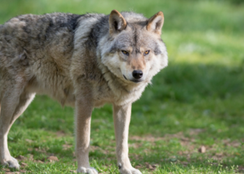 Lobos grises regresan a California tras 100 de extinción