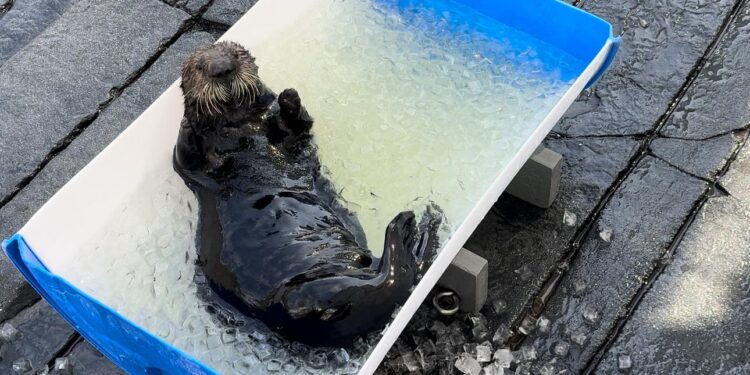 Semana de concientización sobre las nutrias marinas en SeaWorld San Diego
