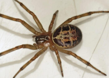 Hombre contrae peligroso virus carnívoro tras ser mordido por una araña