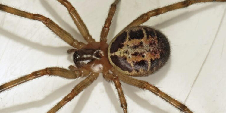 Hombre contrae peligroso virus carnívoro tras ser mordido por una araña