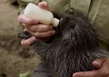 Zoológico de San Diego realiza primera cesárea a un puercoespín