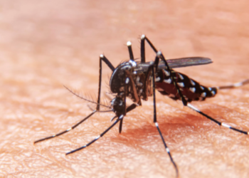 Reportan el segundo caso de dengue adquirido localmente