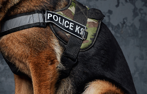 Oficial K-9 ayuda a atrapar a sospechosos tras una persecución de un vehículo robado