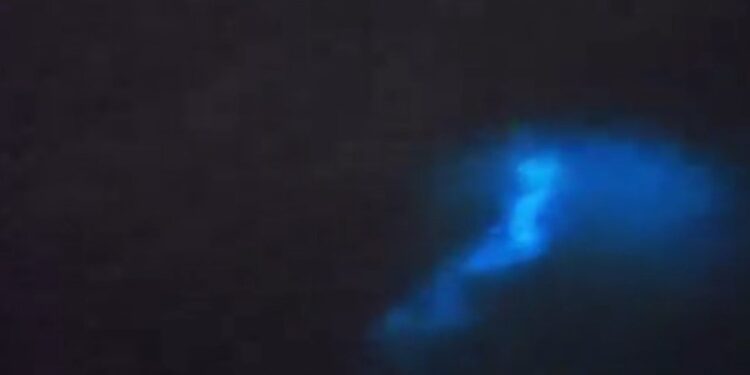 Delfines juegan en marea roja bioluminiscente en La Jolla