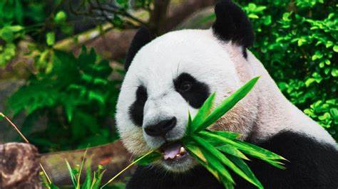 Zoológico de San Diego lanza cámara en vivo para observar a los pandas gigantes