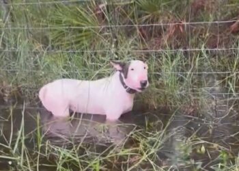 Joven es arrestado por abandonar a su perro durante el huracán Milton en Florida