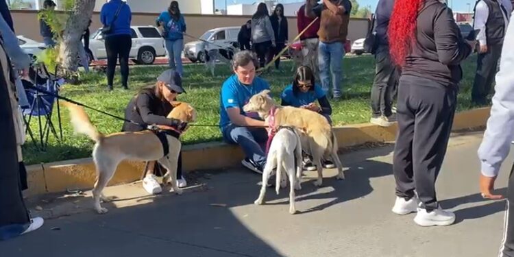 Evalúan la creación de un nuevo Centro de Control Animal en Tijuana