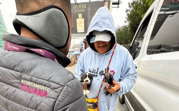 Rescatan a dos cachorros en venta ilegal cerca de la Garita de San Ysidro
