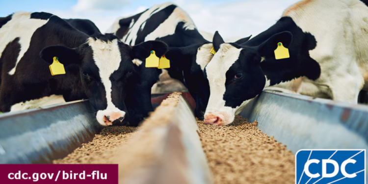Alertan en San Diego sobre el riesgo de consumir productos lácteos crudos ante la amenaza de gripe aviar