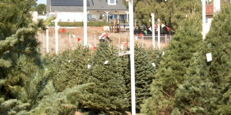 Arbolitos de navidad