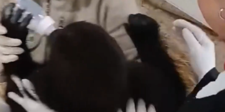 Rescatan a bebé gorila tras intento de tráfico en aeropuerto de Estambul