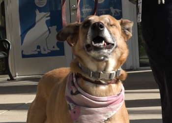 Invitan a la comunidad a realizar adopciones responsables de mascotas esta temporada