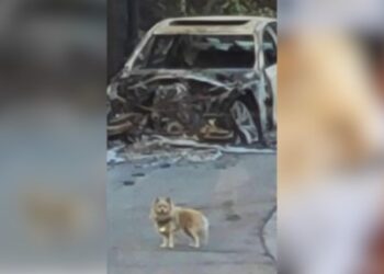 Encuentran a Oreo, el perro desaparecido durante el incendio Palisades